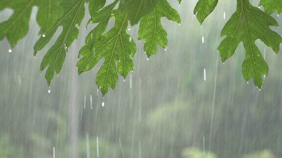 大雨落在木瓜树上的叶子夏天一天的时间在4k