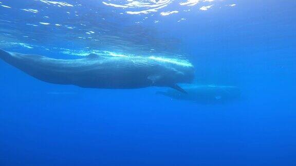 抹香鲸在水面游泳2022年