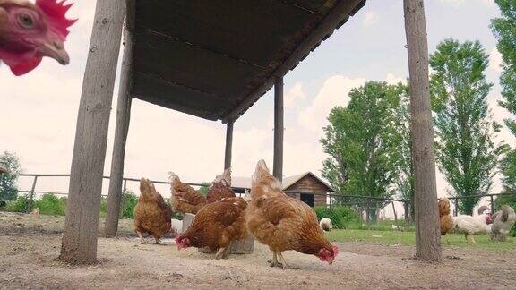 靠近一只棕色母鸡生活在农村和啄食的食物同时享受户外和清洁