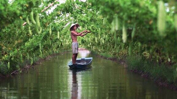 越南安江省安府在越南风格的苦瓜园站在传统的湖面上的船保持产量蔬菜园和农场