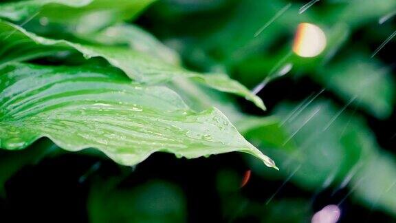 雨水落在新鲜的绿叶上