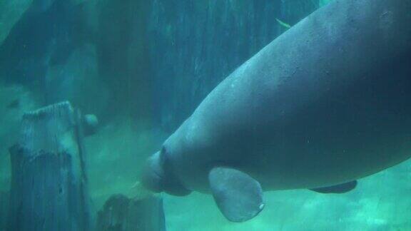 海牛和海牛在蓝色的水族馆里游泳