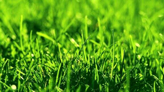 公园里的绿草在风中美丽的夏日绿色背景