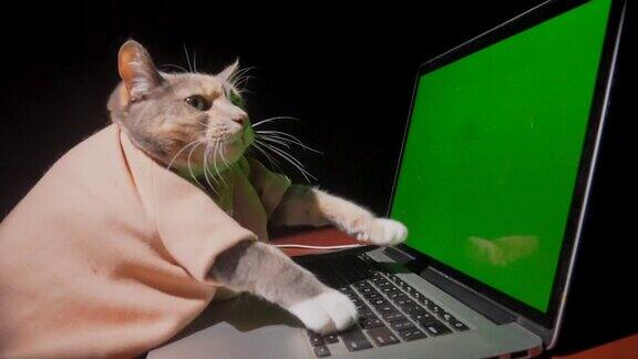猫型在电脑绿屏上侧视慢动作