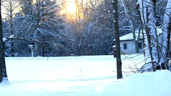 透过树木的冬日阳光