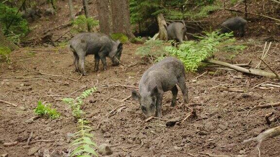 森林里的野生动物一群野猪在森林里觅食