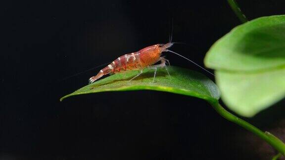 在淡水水族缸中红色的奇特小虾在绿色的叶子和黑色的背景上一动不动