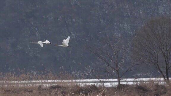 朝鲜冬季湖泊上飞翔的白天鹅