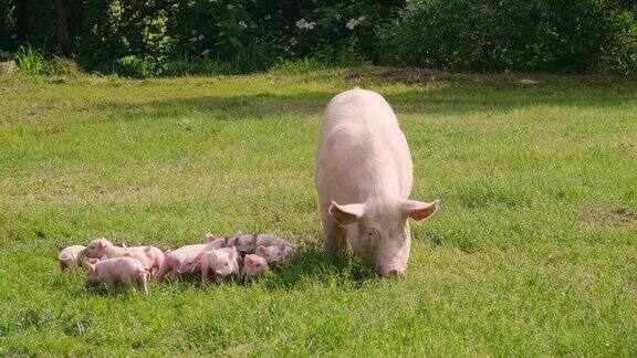猪的家庭在一个绿色的露天草坪上小狗从他们的母亲喂奶