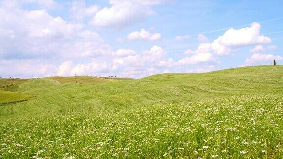 山坡上的草地上满是迎风摇曳的鲜花