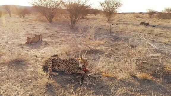 非洲纳米比亚阳光明媚的沙漠里猎豹正在吃肉