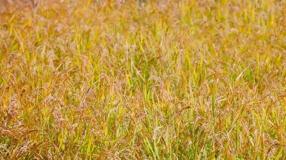 稻田里成熟的稻子在风中摇曳