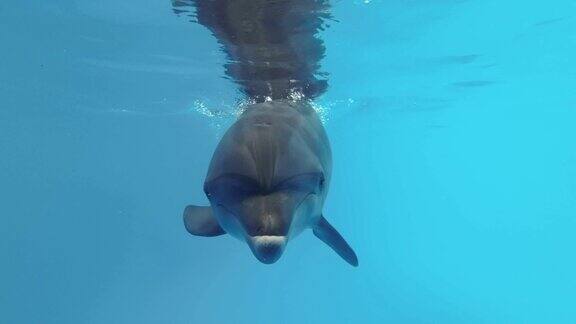 海豚自拍好奇的海豚游近镜头凝视镜头吹泡泡在蓝色的水中游泳的宽吻海豚的特写