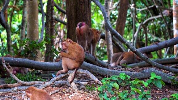 猴子在热带丛林的树枝上