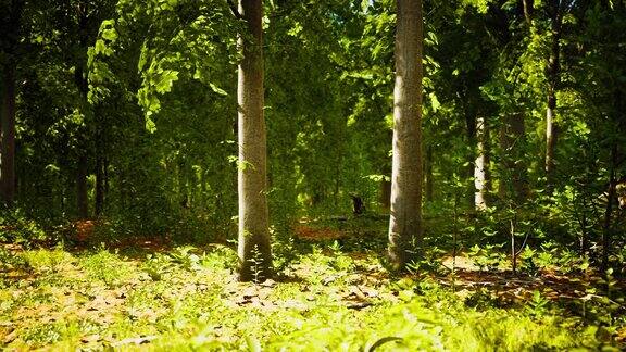 在茂密的绿色森林里阳光透过茂密的树枝