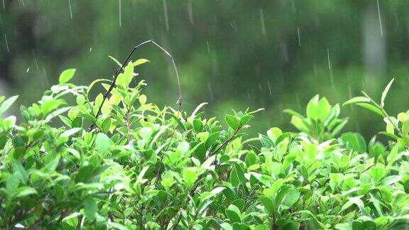 下雨天的绿叶