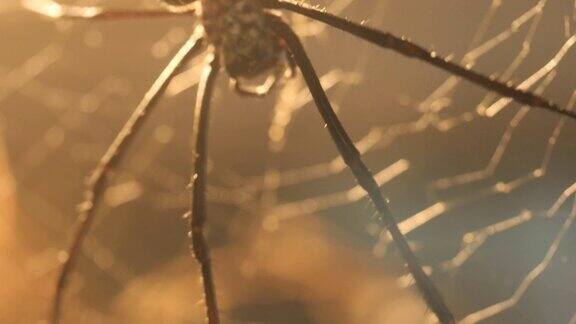 金丝球形织网蜘蛛