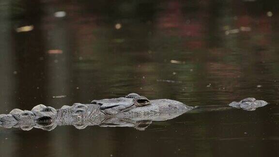咸水鳄鱼在红树林里休息哥斯达黎加