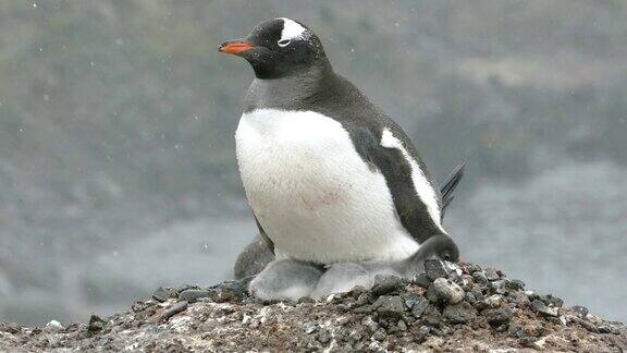 在南极南设得兰群岛的艾彻岛筑巢的成年巴布亚企鹅孵着小企鹅
