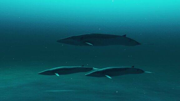 一群鲸鱼在水下游泳的动画