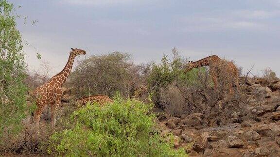 长颈鹿吃树叶肯尼亚的桑布鲁