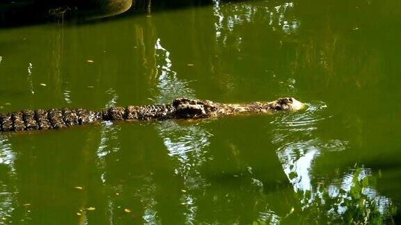 鳄鱼在绿色的沼泽水里游泳泥泞的沼泽河泰国亚洲