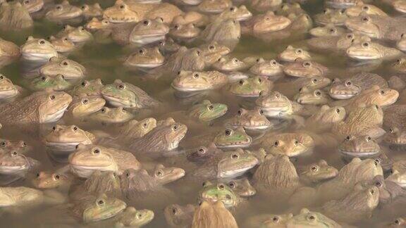 农场里的青蛙群