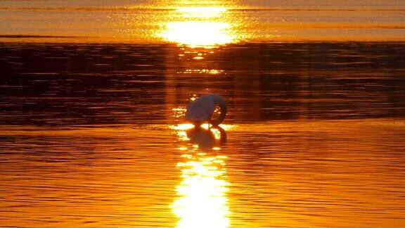 美丽的早晨湖泊与天鹅在反射