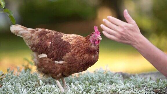 一个女人抚摸着一只有机鸡