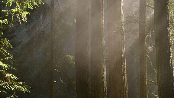 被晨雾覆盖的红木雨林