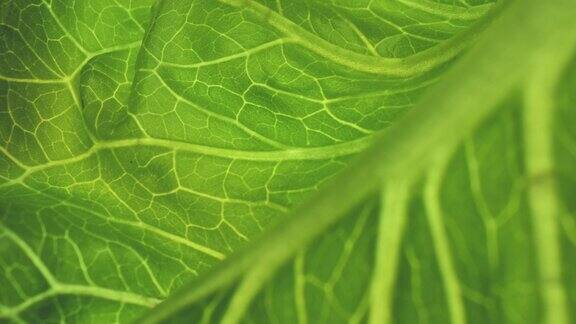 新鲜的绿色生菜叶子的宏观视图摄影