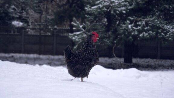 布拉马家鸡过冬