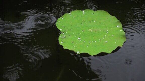 雨点落在荷叶上鸟瞰图近景