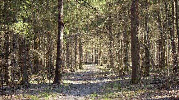 在阳光明媚的早春俄罗斯森林中树木之间的小路