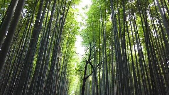 日本京都的岚山竹林