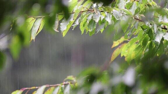 在下雨的夏天弄湿树叶