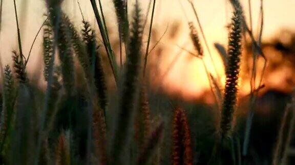 夕阳下的小草