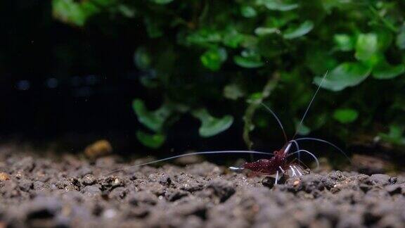红苏拉威西白斑虾四处走动寻找食物与绿色海藻背景在淡水鱼鱼缸