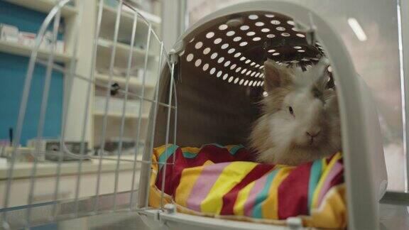 兽医诊所笼子里有只好奇的兔子
