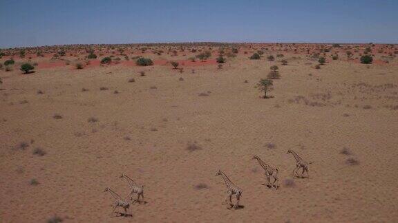 一群在喀拉哈里沙漠奔跑的长颈鹿