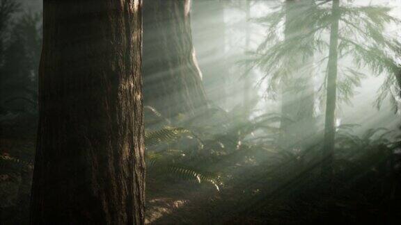 红杉国家公园早晨有雾