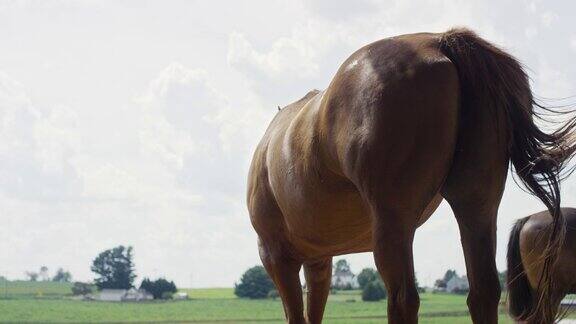 慢动作拍摄的一个棕色的马的背部而它摆动和弹它的尾巴在牧场在一个阳光明媚的日子