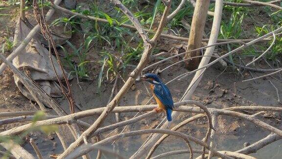 常见翠鸟在湿地吃鱼