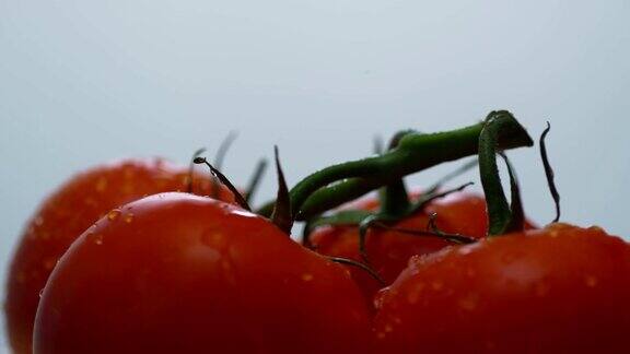 往红色番茄上浇水