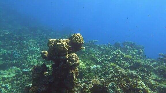 海底珊瑚礁和热带鱼