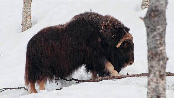 一只美丽的麝牛(OvibosMoschatus)爬上一座雪山