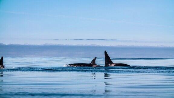 虎鲸和虎鲸幼崽的慢动作镜头