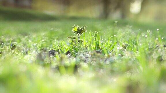 草地上的水滴晨露模糊的背景
