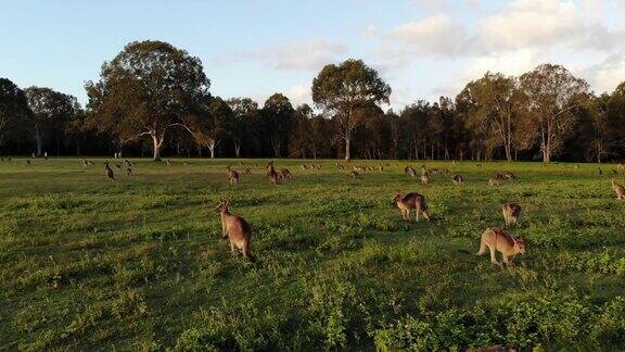 航拍袋鼠在日落吃草中景向前移动