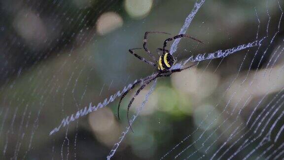 蜘蛛在蜘蛛网上